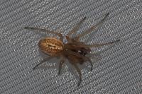 Pachygnatha clercki