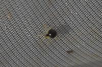 Theridula gonygaster