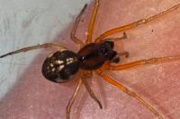 Pachygnatha listeri