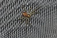 Philodromus