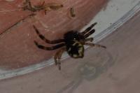 Synema globosum