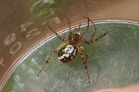Mangora acalypha