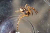 Tmarus
