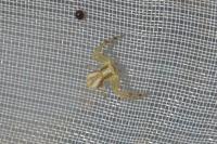 Runcinia grammica