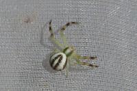 Misumena vatia