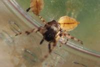 Cyclosa conica / Cyclosa algerica
