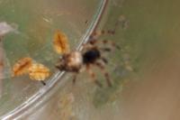 Cyclosa conica / Cyclosa algerica