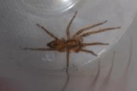 Anyphaena accentuata