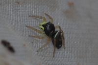 Heliophanus