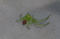 Diaea dorsata