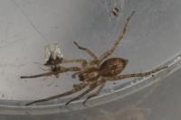 Anyphaena accentuata