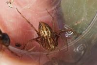 Oxyopes