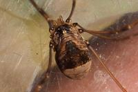 Leiobunum blackwallii