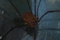 Leiobunum blackwallii