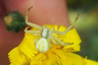 Misumena vatia
