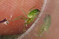 Nigma walckenaeri