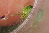 Nigma walckenaeri