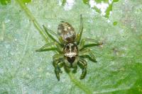 Phintella castriesiana