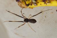 Episinus truncatus