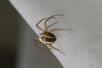 Mangora acalypha