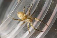 Anyphaena accentuata