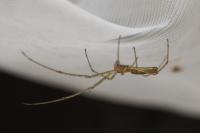 Tetragnatha