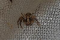 Xysticus
