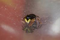 Heliophanus