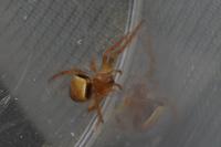 Araneus triguttatus / Araneus sturmi