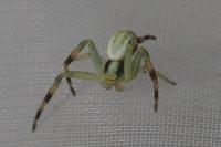 Misumena vatia