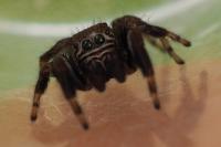 Evarcha arcuata