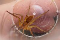 Dolomedes fimbriatus / Dolomedes plantarius