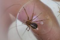 Linyphia triangularis