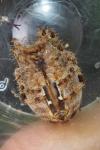 Araneus diadematus