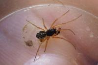Pachygnatha degeeri