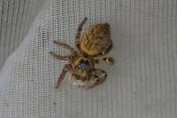 Carrhotus xanthogramma