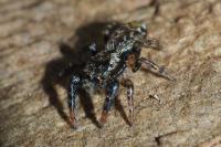 Marpissa muscosa