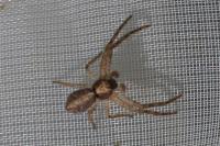 Tmarus