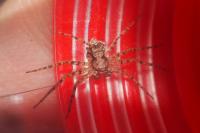 Philodromus
