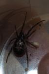 Steatoda nobilis