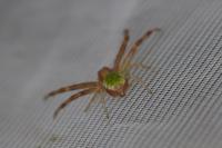 Ebrechtella tricuspidata