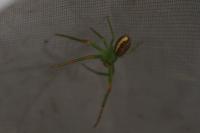 Diaea dorsata