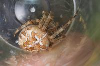 Araneus diadematus