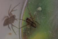 Oxyopes
