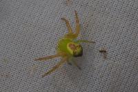 Ebrechtella tricuspidata