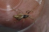 Cyclosa conica / Cyclosa algerica