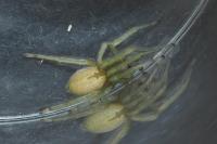 Cheiracanthium