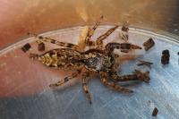 Marpissa muscosa