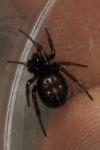 Steatoda bipunctata