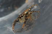 Marpissa muscosa